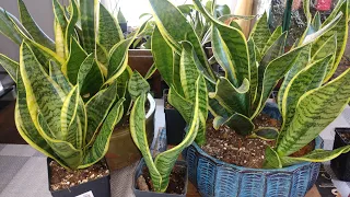 Simple tips to Divide your OVERGROWN Snake Plant