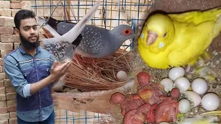 Dove ne phela Egg de diya 😲 | Budgies Breeding Progress | Surprise mil Gaya ♥️ |Shehr Main Dihat😀