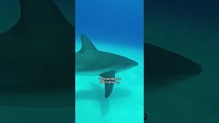 This Guys Best Friend Is A Shark | The Dodo