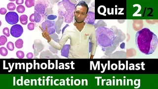 Myeloblast Vs Lymphoblast Identification Training Quiz (2/2)