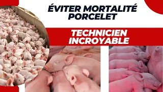 TECHNIQUE INCROYABLE POUR EVITER MORTALITE DE PORCELETS