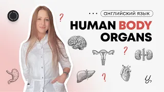 Медицинский английский| Human body organs