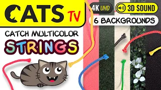 CATS TV - Multicolor Ropes 🌈😻 MULTI Backgrounds 🌴🌸 4K 🕒 3 HOURS