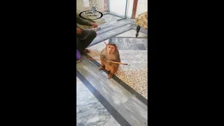 angry | monkey dance | bandar ka tamasha | dance  bandar | MONKEY baby | monkey fight | bandar dance