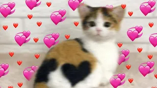 WHOLESOME CAT VIDEOS THAT WILL CURE YOUR DEPRESSION - 1