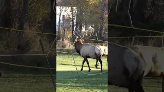 Bull Elk Rescue | Bull Elk Tangled In Rope Was Rescued