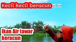 Awas beracun‼️ Harus Berhati-hati kalo mancing dapat ikan ini