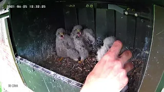 jackdaw pulls kestrel chick out of the nest