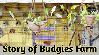 Good Way How to start Budgies Farm || 4-5 Pairs Budgies set up in Aviary.