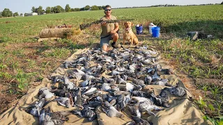 Pigeon Hunting a Baited Field with a .410!! 136 Birds Plus a Band