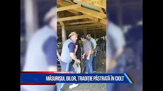 MĂSURIȘUL OILOR, TRADIȚIE PĂSTRATĂ ÎN CIOLT