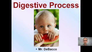 Digestive Process