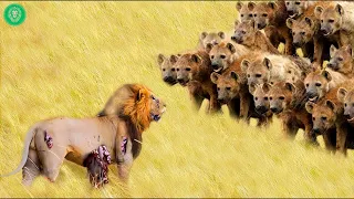 35 Painful Moments! Injured Lion Fights Wild Animals | Animal Attacks