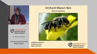 Attracting & Hosting Mason Bees - OSU Master Gardeners