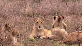 The Satara Lion pride abandoned by Casper the famous white Lion and his brothers!