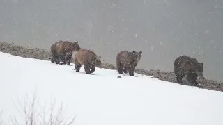 Winter Trailer 4k (2024)  Wildlife around #Yellowstone