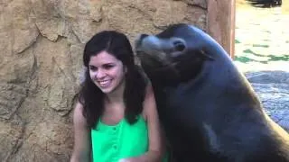 Best day ever! - Sea Lion Encounter prt 1