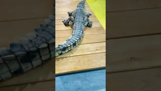 Крокодил🐊 Осторожно скримеры😅