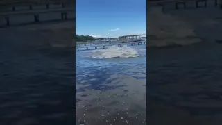 Herd Of Manatees Shock Golden Retriever Swimming In Alabama Waters