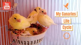 Baby Canaries From Hatching To Leaving The Nest
