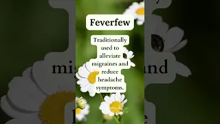 Feverfew Benefits