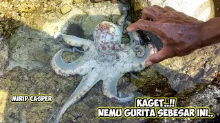 MENEMUKAN GURITA BESAR SAAT PANTAI SURUT