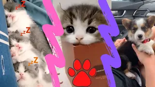 Cute Pets And Funny Animals Compilation #128 💗 TFF