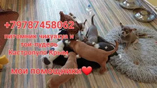 питомник чихуахуа и той-пудель Кастропуло Крым купить щенка +79787458062