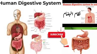 Digestive system ... Exam preparation... to the point