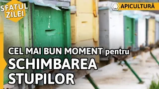 CEL MAI BUN MOMENT pentru SCHIMBAREA STUPILOR [Sfatul zilei]