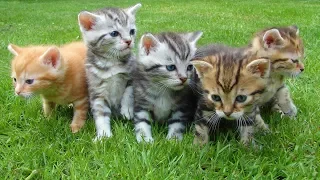 Смешные истории про котов читать 2019 - Смешные кошки МатроскинТВ