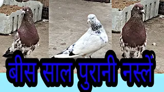 20 Saal Purani Breed Faraz Bhai Ki