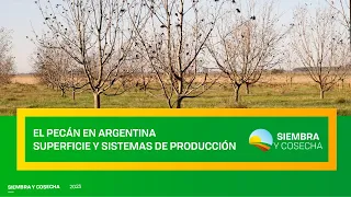SIEMBRA Y COSECHA TV: Pecán en Argentina