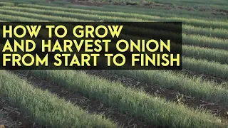 How to Plant, Grow and Harvest Onions from Start to Finish: Full Instructional Video