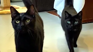 Black Cat Are Inseparable Friends