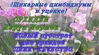 Орхидеи. Леруа. Супер цимбы в уценке. Новый классный субстрат для орхидей