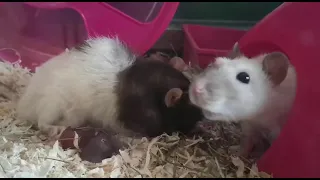 Granny rat from rats have a slap fight is dead 😢