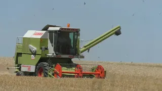 Ernte 2019 Gerste Dreschen  mit Claas Dominator 68 Baujahr Mitte 1980  Alt und immer zur Stelle und