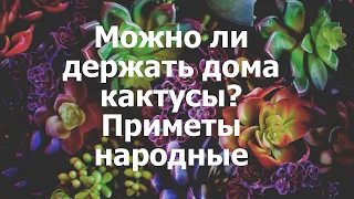 Можно ли держать дома кактусы? Приметы народные