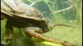 Une punaise géante tue une grenouille ! - ZAPPING SAUVAGE