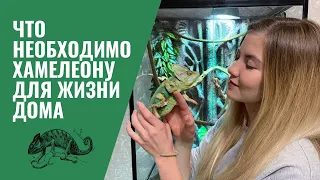 ЧТО НЕОБХОДИМО ДЛЯ СОДЕРЖАНИЯ ХАМЕЛЕОНА ДОМА