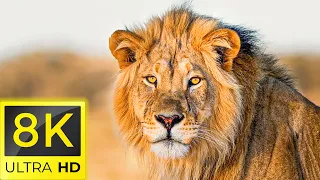 8K Animals - THE BEST ANIMALS 8K ULTRA HD / 60FPS HDR