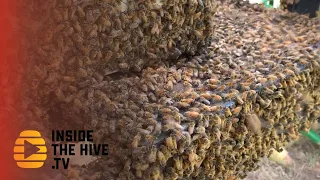 New way to help honey bees to fight Varroa mites