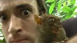 My Pet Monkey - Philippine Tarsier, Smallest in the world!