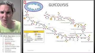 Cellular Respiration 4- Glycolysis