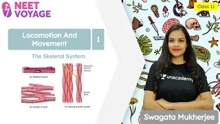 The Skeletal System | Locomotion And Movement L1 | Class 11 | NEET Voyage | Swagata Mukherjee