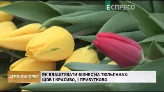 Як влаштувати бізнес на тюльпанах: щоб і красиво, і прибутково | Агро-Експрес