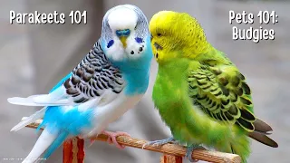 Pets 101 - Parakeets | Beginner's Guide to Budgies | Everything You Need to Know About Parakeets