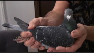 Przygotowanie gołębi do rozpłodu - cechy gołębi, które warto powielać
