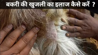 बकरी के एलर्जी का इलाज || bakri ki khujli ka ilaj || goat skin diseases